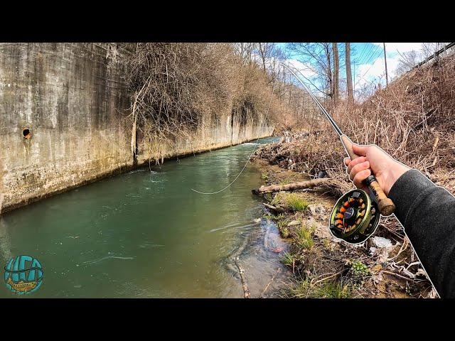 Fly fishing a tiny creek for wild trout!! (Wild rainbow and brown trout)