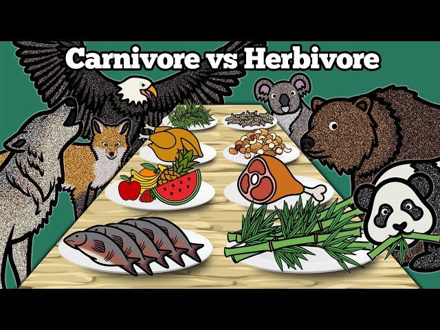 Carnivore vs Herbivore Animals | Learn What Animals Eat In The Forest | Drawing and Coloring Animals