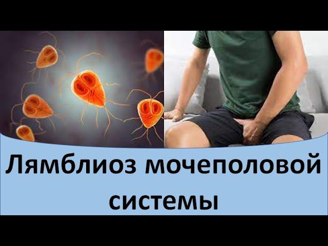 Лямблиоз мочеполовой системы