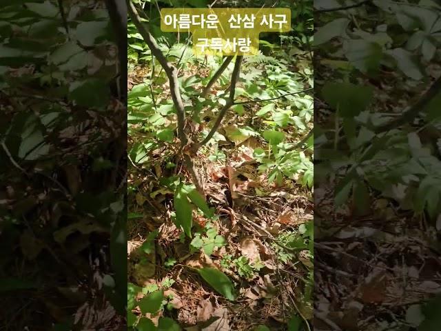 아름다운 사구모삼