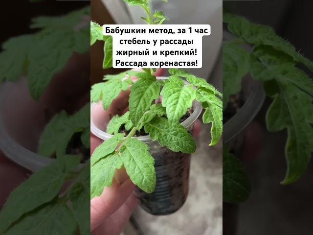 Бабушкин метод, за 1 час стебель у рассады жирный и крепкий! Рассада коренастая! #рассада #огород