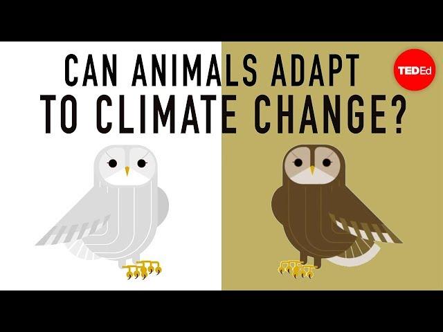 Can wildlife adapt to climate change? - Erin Eastwood