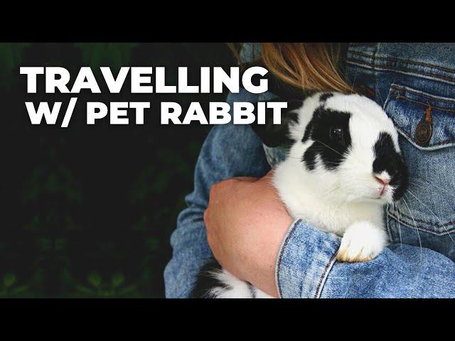 Traveling with Your Rabbit? Don't Miss These Essential Tips!