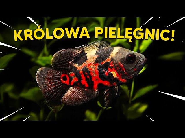 PIELĘGNICA PAWIOOKA - NIEWINNA RYBKA WYRASTAJĄCA NA POTWORA!