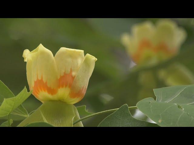 ユリノキの花