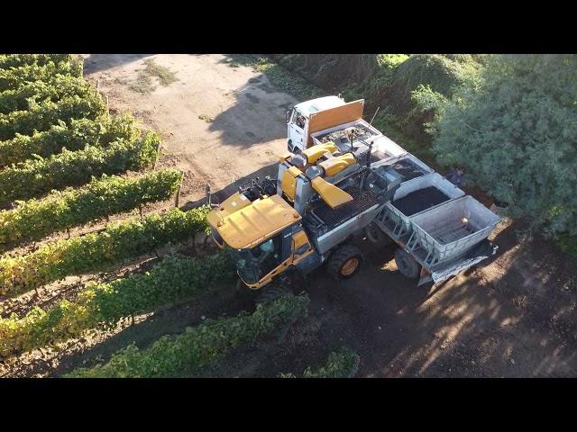 Pellenc harvesting Buena Vista Cabernet Sauvignon Block 13