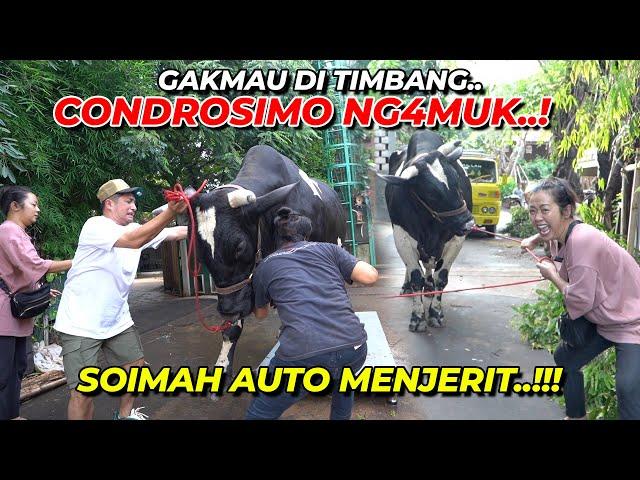 ADA SOIMAH..CONDROSIMO NGAMBEK !! LANGSUNG NYAMBET GAES..