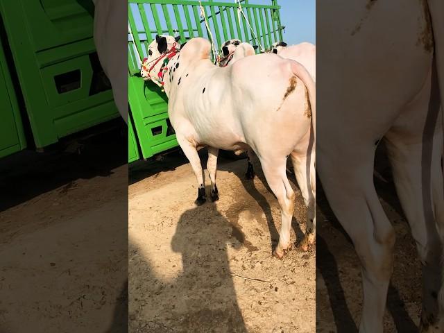 0341,6142722(04-04-2024)#dhanibulls #cattlemandi #punjab #viralvideo #onemillionviews