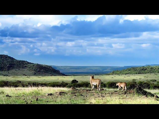 Great Heart - Johnny Clegg, Le Zoulou Blanc (lyrics)