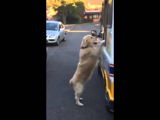 Zack the Golden Retriever and the ice cream man - Jukin Media Verified (original)