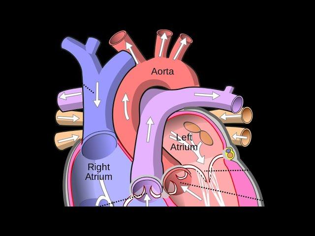How to Draw // Human Heart Diagram Drawing // easy step by step for 10 class