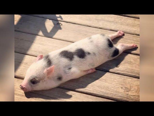 Did you know that PIGS CAN BE SO FUNNY? - FUNNY PIG VIDEOS will make you DIE LAUGHING