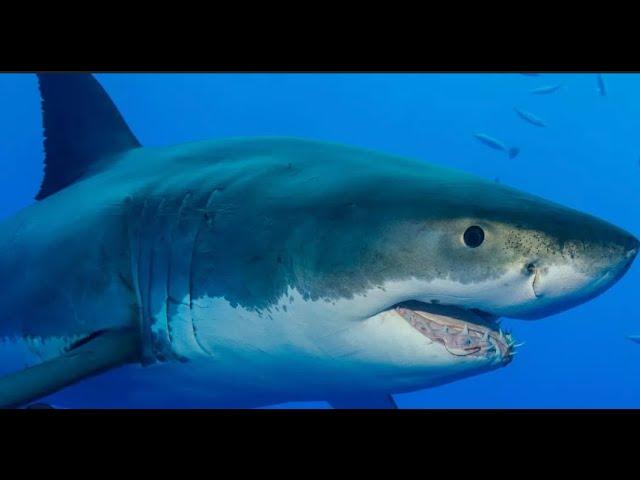 GREAT WHITE SHARKS ARE INVADING IRELAND