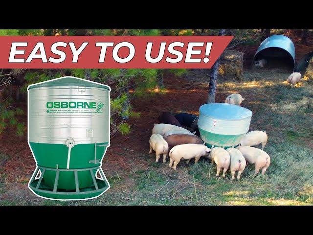 How We Feed 400 Pastured Pigs | Osborne Pig Feeder