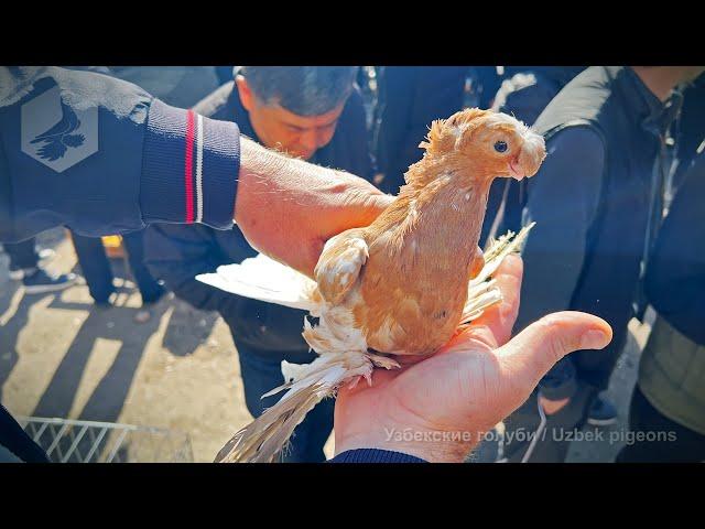 Bird market of Tashkent - Pigeons (09.11.2024)