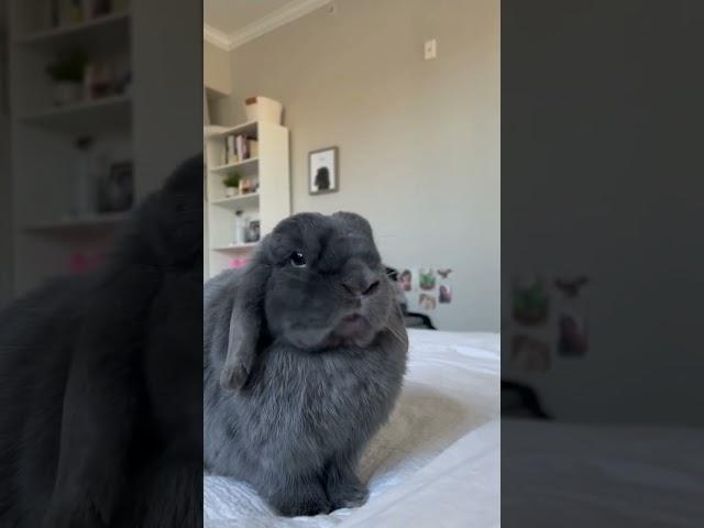 Cute bunny