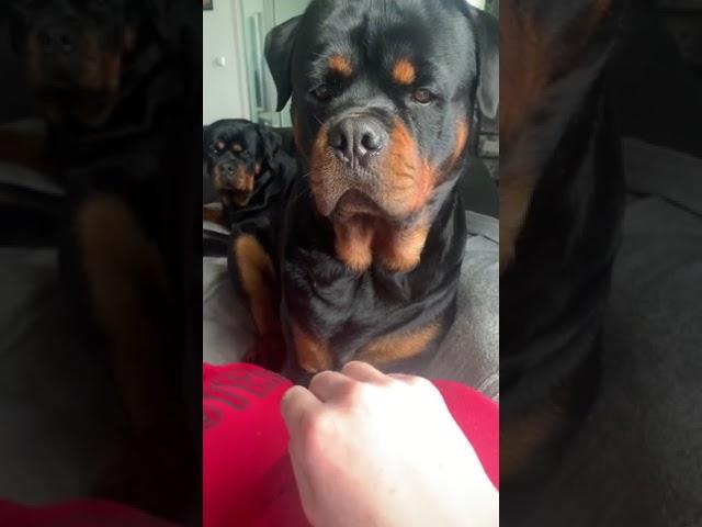 Don't Do that Again Mom  #Shorts #rottweiler