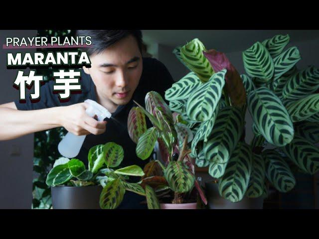 Maranta Prayer Plant Care Tips | Peacock Plant | Maranta leuconeura Fascinator | Calathea roseopicta