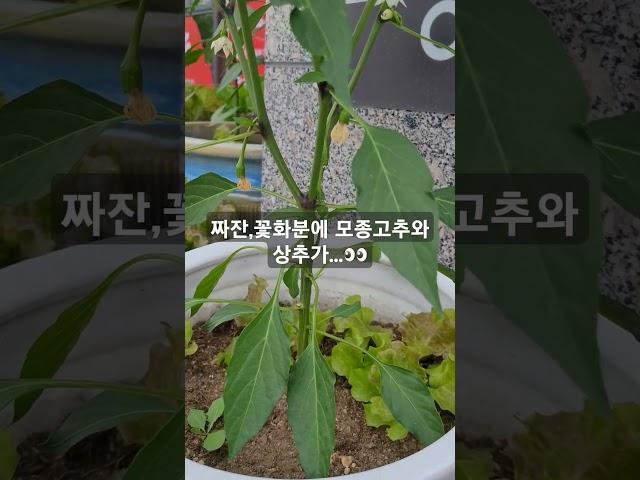 꽃화분 확실한 변신~‍️ #shorts