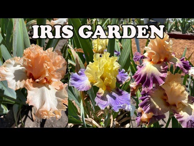 Best Iris Collection I've Seen This Spring! 