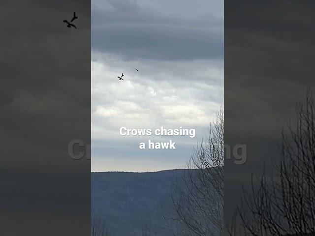 Crows chases a Hawk Away #crows #hawk #blueridgeparkway