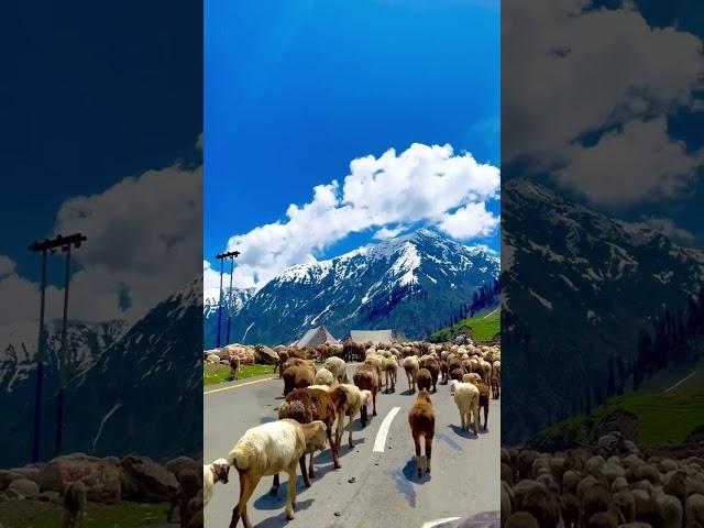 beautiful views of KPK Hazara Mansehra Naran Valley  #song #love #kpk #narankagan