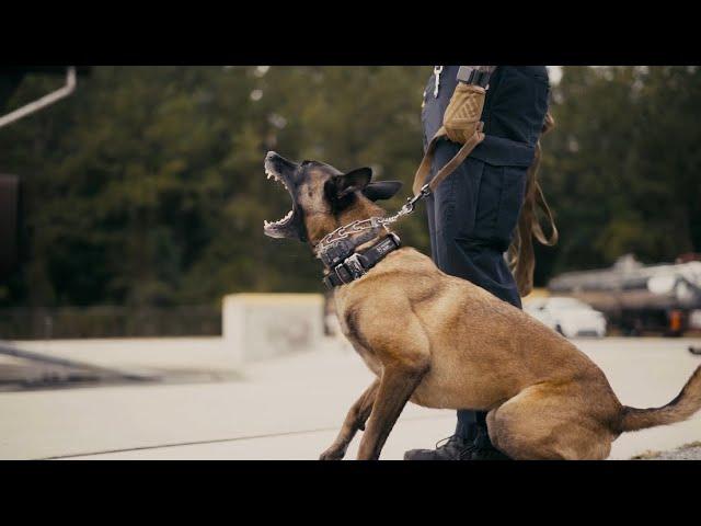 K9 training out at the Charleston Air Force Base