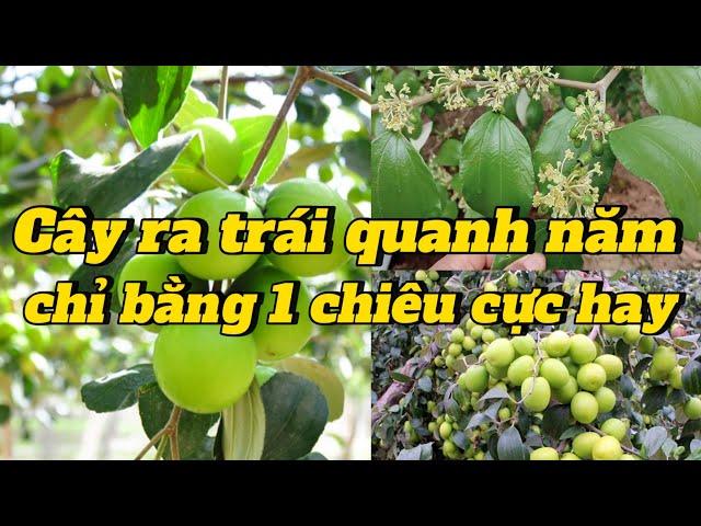 EP 191 : Chỉ cần 1 chiêu duy nhất cây sẽ ra trái quanh năm , hãy làm theo cách này nhé.