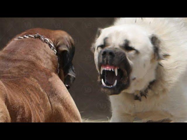 Only These Dog Breeds Can Face a Kangal