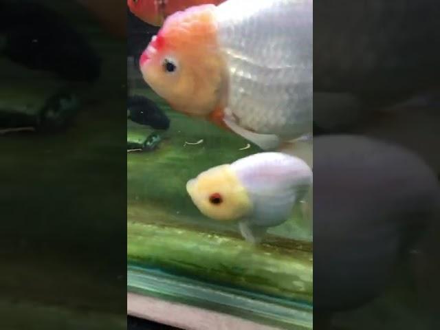 swimming lychee #shorts #goldfish #ranchu