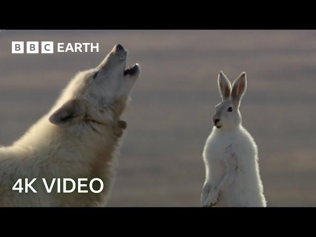 Wolf Pack Hunts A Hare | 4K UHD | The Hunt | BBC Earth