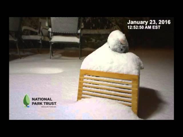 Timelapse of Buddy Bison in January 2016 Blizzard