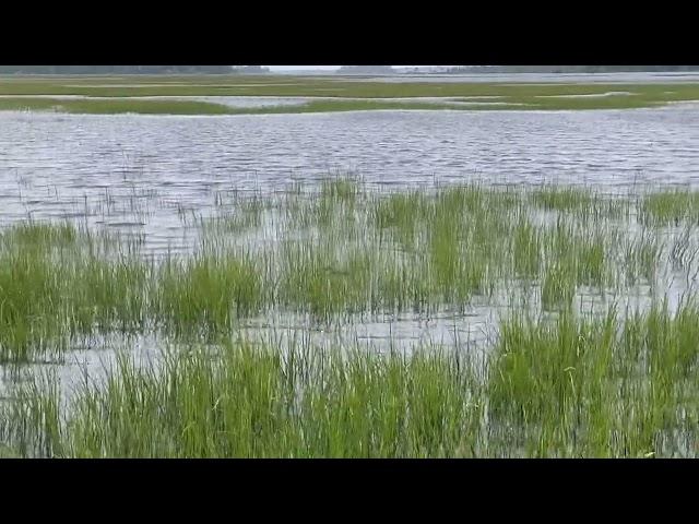 Marsh Hen Hunt October 2022