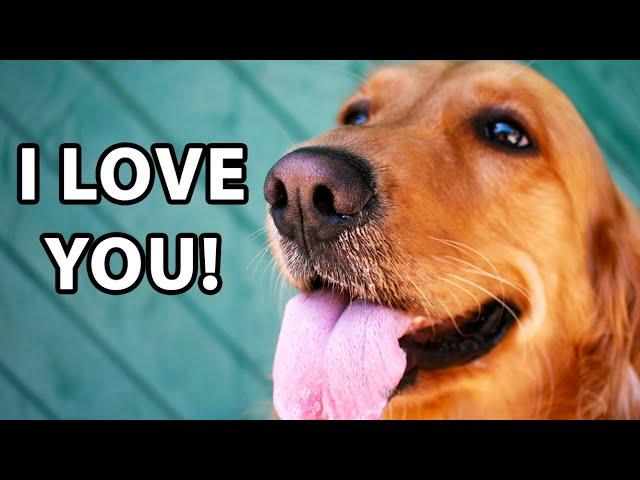 10 Signs Your Golden Retriever's Favorite Person Is You