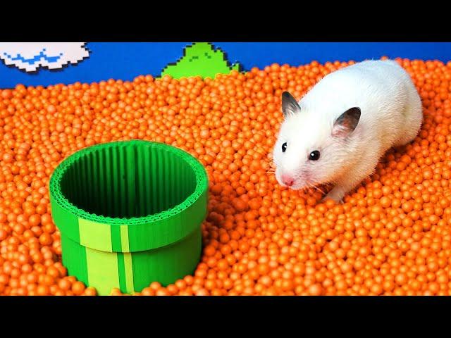  Hamster escapes the Super Mario maze in real life