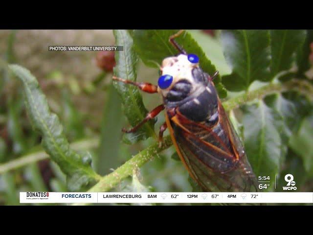 Will blue-eyed cicada net you $1,000?