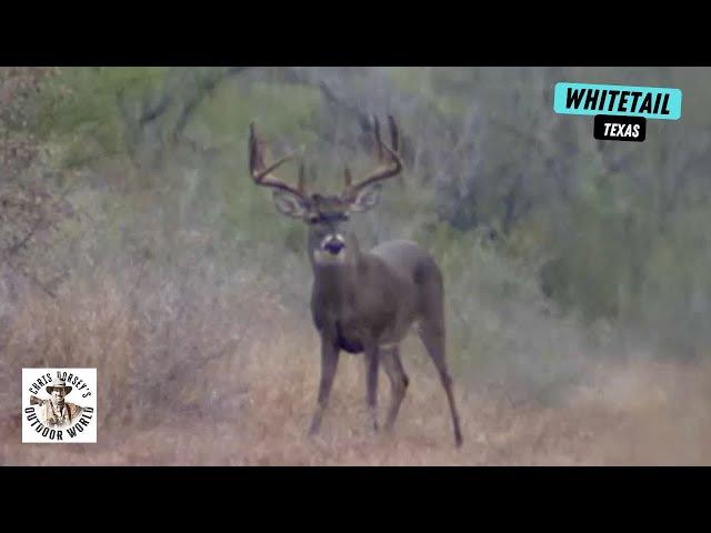 Stunning 205-inch 10-Point South Texas Whitetail