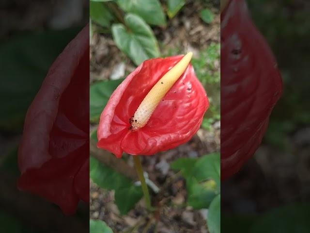 Anthurium variety Sun rise