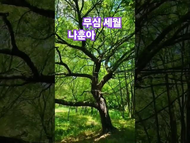 무심 세월    나훈아