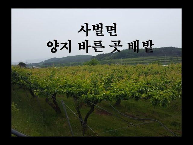 (00526-1)상주시 사벌국면 덕담리 배밭