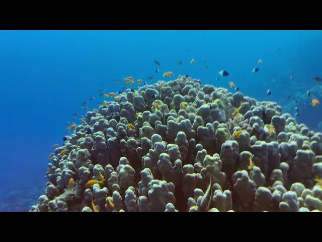 Pyramids diving center Sharm el Sheikh dive 4