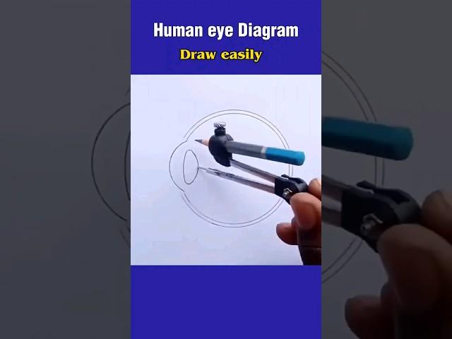 How to draw human eye Diagram #shorts #humaneye