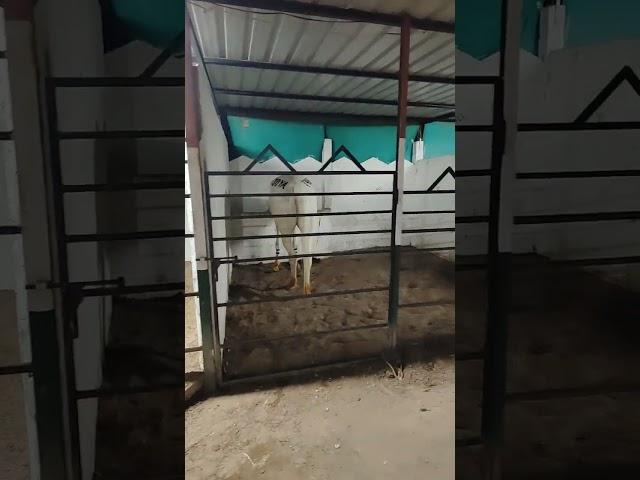 Rupal stud farm Gujarat all India horse business