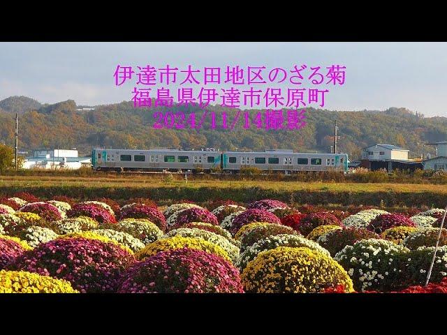 伊達市太田地区のざる菊　福島県伊達市保原町2024/11/14撮影