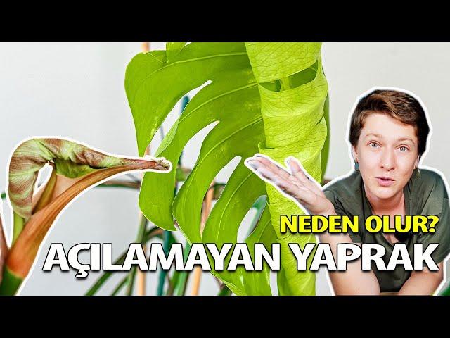 Açılamayan Yaprak Neden Olur? | Bitki Bakımı Püf Noktaları