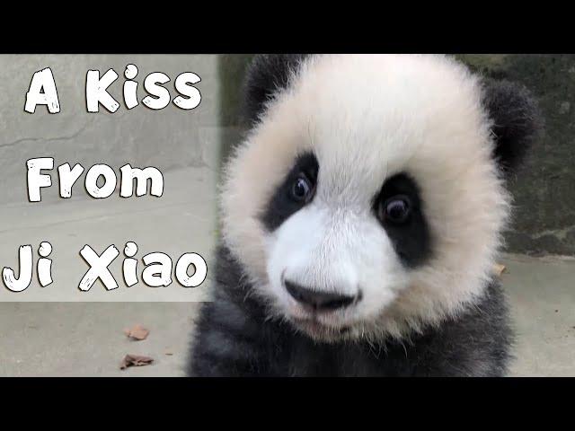 A Kiss From Ji Xiao | iPanda