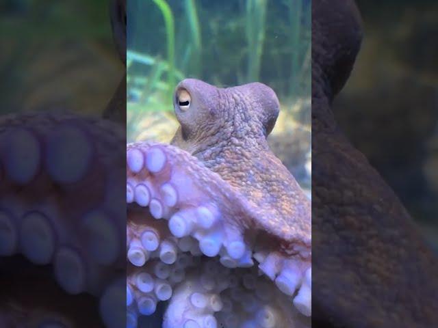 Just an OCTOPUS?