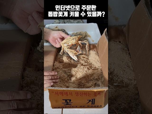 인터넷으로 주문한 꽃게를 집에서 키우면 생기는일!!