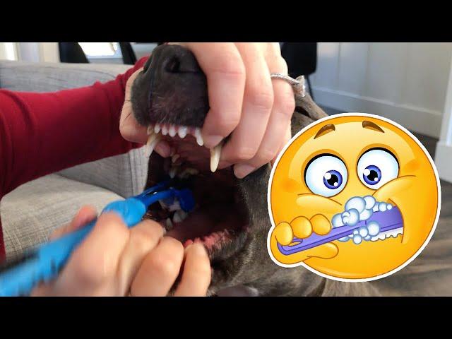 How To Brush Your Dog's Teeth