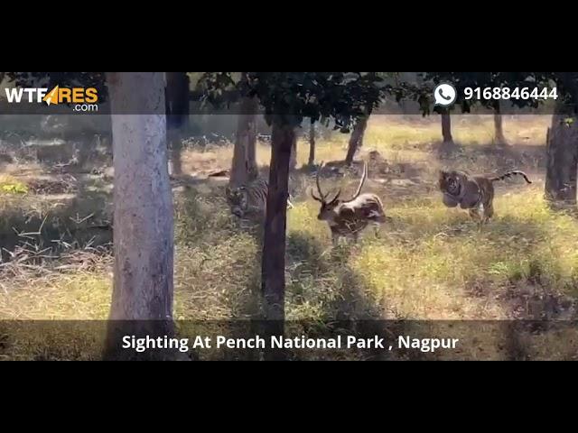#Tiger #Sighting At #Pench National Park | Tiger Catching Deer